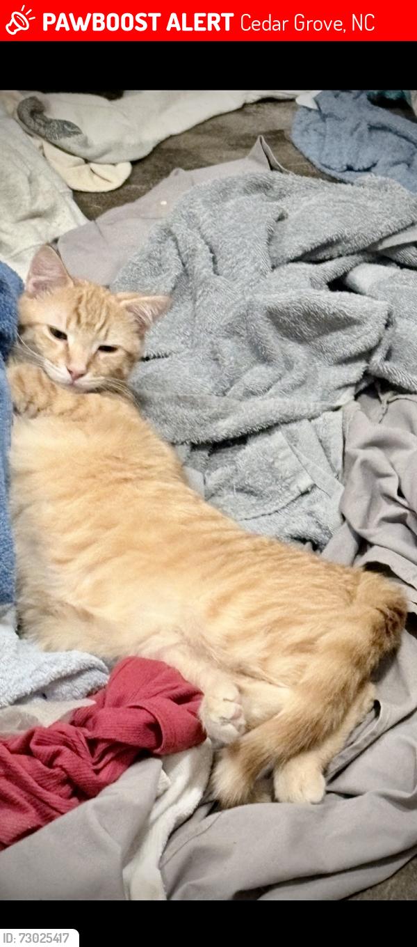 Lost Male Cat last seen Corner of Lonesome and Poteat Rd, Cedar Grove, NC 27231
