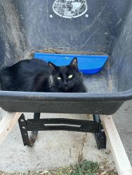 Reunited Male Cat last seen Jullian & Telfair, Boise, ID 83704