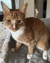 Lost Male Cat last seen Alaqua lakes , Longwood, FL 32779
