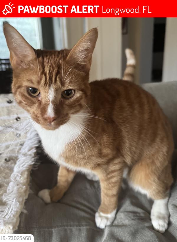 Lost Male Cat last seen Alaqua lakes , Longwood, FL 32779
