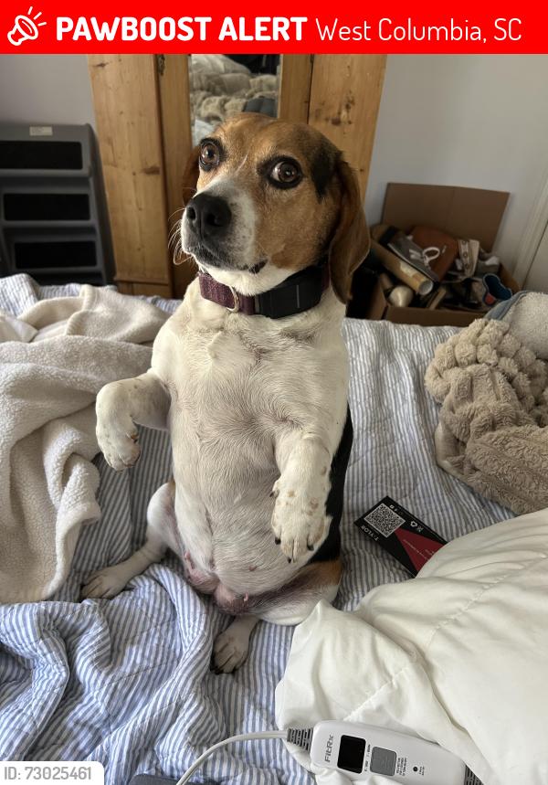 Lost Female Dog last seen Sewanee and Cofield , West Columbia, SC 29169