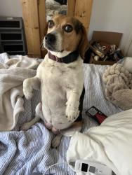 Lost Female Dog last seen Sewanee and Cofield , West Columbia, SC 29169