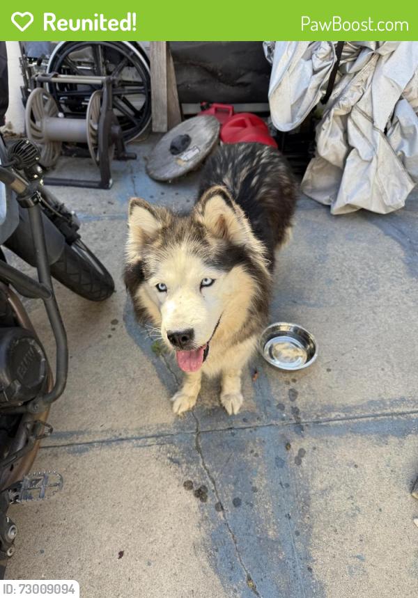 Reunited Female Dog last seen Hudson/Pico, Los Angeles, CA 90019