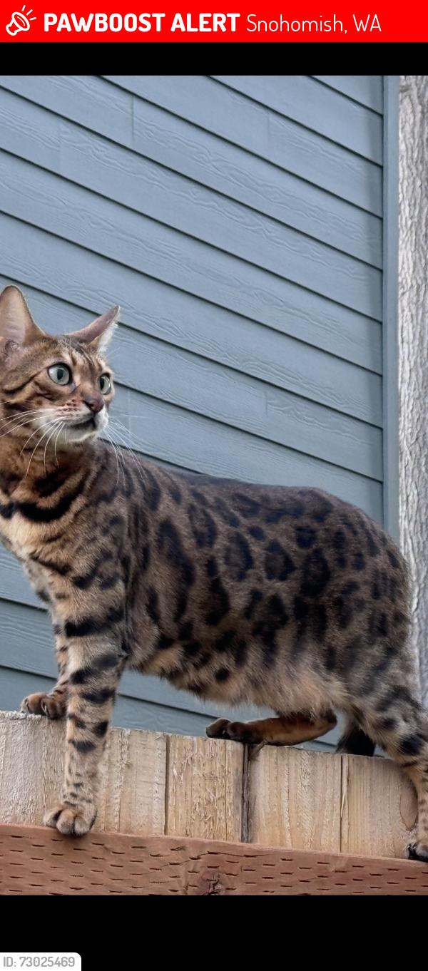 Lost Female Cat last seen S.Machias Rd & OK Mill Rd, Snohomish, WA 98290