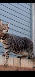 Lost Female Cat last seen S.Machias Rd & OK Mill Rd, Snohomish, WA 98290