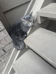 Found/Stray Male Cat last seen Harrah rd, Harrah, OK 73045