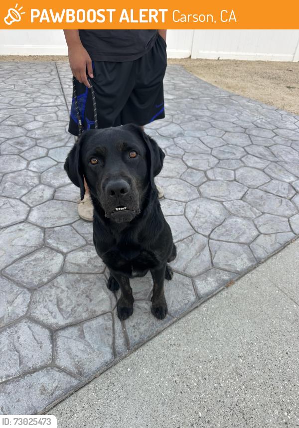 Found/Stray Male Dog last seen Taco bell, Carson, CA 90745
