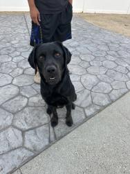 Found/Stray Male Dog last seen Taco bell, Carson, CA 90745