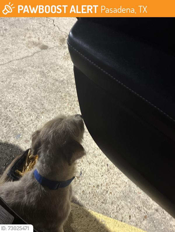 Found/Stray Unknown Dog last seen Shell gas station and the hotel behind it, Pasadena, TX 77506