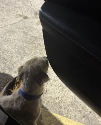 Found/Stray Unknown Dog last seen Shell gas station and the hotel behind it, Pasadena, TX 77506