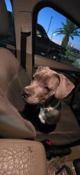 Found/Stray Female Dog last seen Sahara and Fremont, Las Vegas, NV 89104