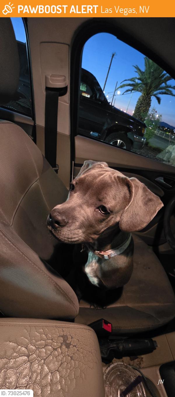 Found/Stray Female Dog last seen Sahara and Fremont, Las Vegas, NV 89104