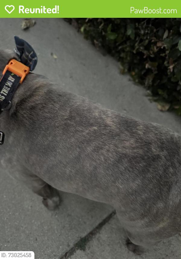 Reunited Male Dog last seen Shirley Ave & Sherman Way, Los Angeles, CA 91335, USA, Los Angeles, CA 91335