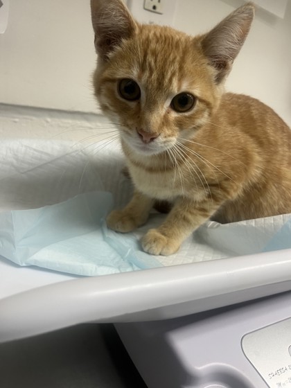 Shelter Stray Male Cat last seen Near 98th ave, Oakland, CA, 1101 29th Ave, Oakland, CA 94601, USA