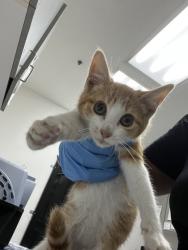 Shelter Stray Unknown Cat last seen Near 98th ave, Oakland, CA, 1101 29th Ave, Oakland, CA 94601, USA
