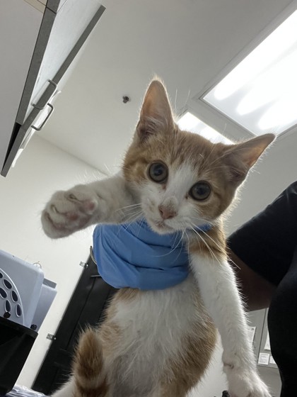 Shelter Stray Unknown Cat last seen Near 98th ave, Oakland, CA, 1101 29th Ave, Oakland, CA 94601, USA