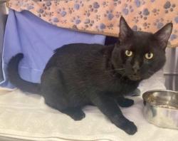 Shelter Stray Male Cat last seen Near Pulaski Highway, 21224, MD, 301 Stockholm St, Baltimore, MD 21230, USA