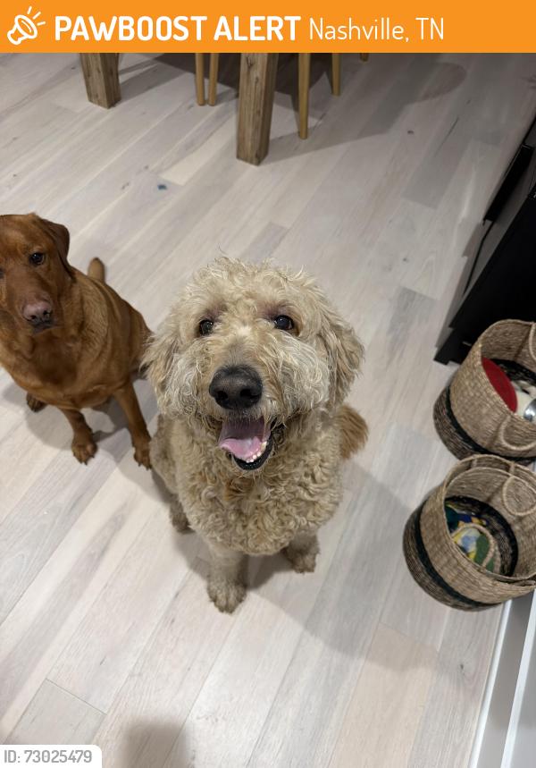 Found/Stray Male Dog last seen Joyner ave, Nashville, TN 37210
