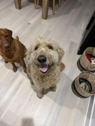 Found/Stray Male Dog last seen Joyner ave, Nashville, TN 37210
