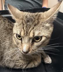 Shelter Stray Male Cat last seen ZINFANDEL DR at MALBEC CT, Rancho Cordova, CA, 6201 Florin Perkins Rd, Sacramento, CA 95828, USA