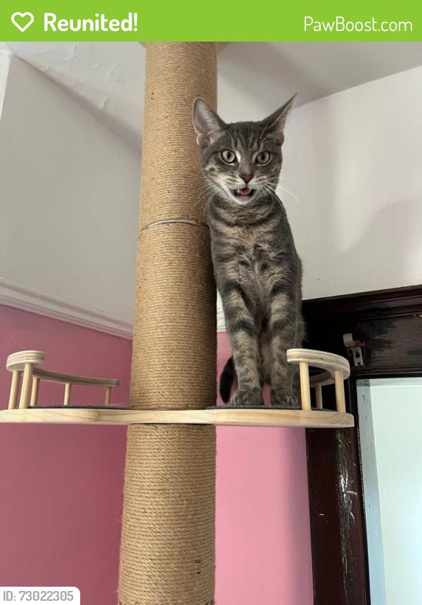 Reunited Male Cat last seen Division and Richmond by Homboldt Health hosp, Chicago, IL 60622