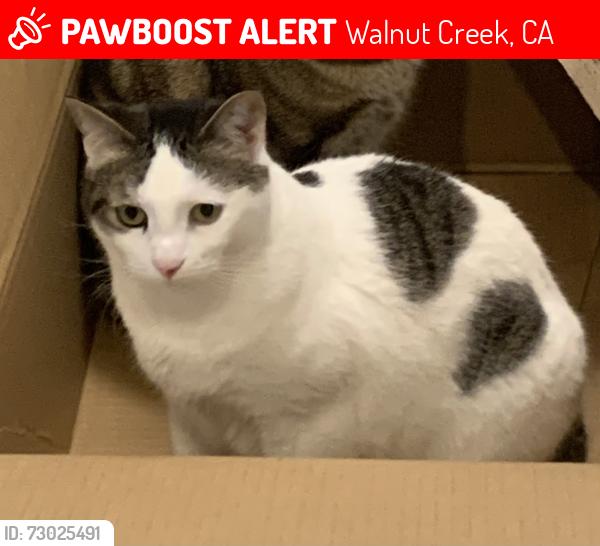 Lost Female Cat last seen Near Sugarberry Lane, Walnut Creek CA 94598, Walnut Creek, CA 94598
