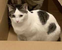 Lost Female Cat last seen Near Sugarberry Lane, Walnut Creek CA 94598, Walnut Creek, CA 94598