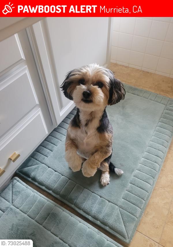 Lost Male Dog last seen Hancock Ave and Via Espana, Murrieta, CA 92562