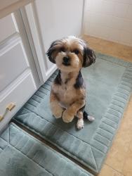 Lost Male Dog last seen Hancock Ave and Via Espana, Murrieta, CA 92562