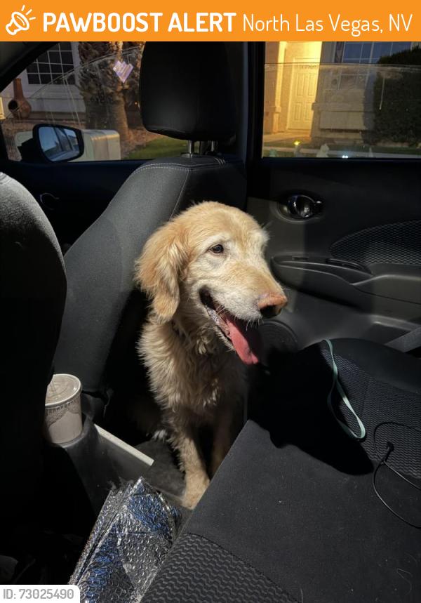 Found/Stray Male Dog last seen Revere and Alexander, North Las Vegas, NV 89032