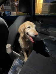 Found/Stray Male Dog last seen Revere and Alexander, North Las Vegas, NV 89032