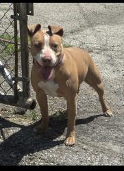 Found/Stray Unknown Dog last seen Gary Animal Control, Gary, IN 46402