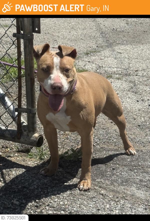 Found/Stray Unknown Dog last seen Gary Animal Control, Gary, IN 46402