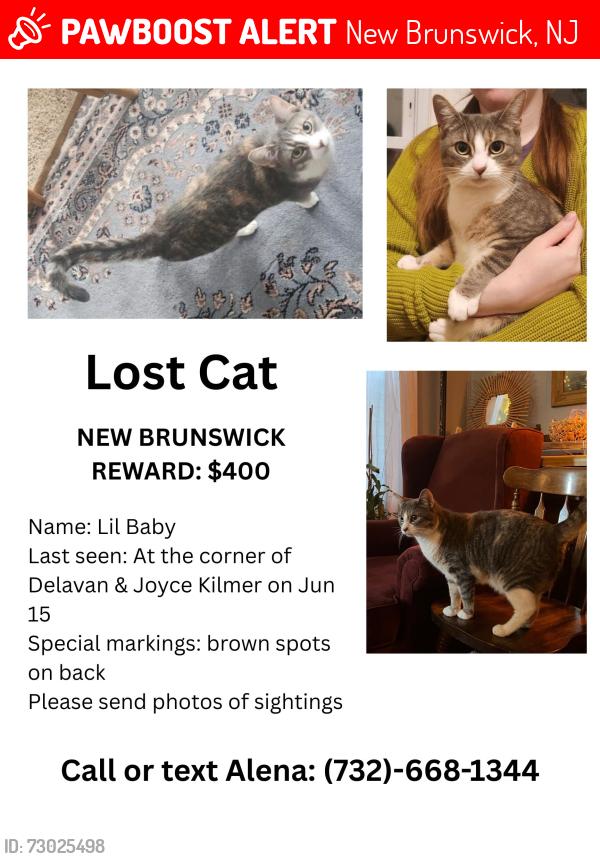 Lost Female Cat last seen Delavan/ Joyce Kilmer, New Brunswick, NJ 08901