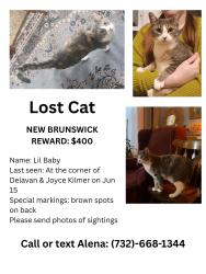 Lost Female Cat last seen Delavan/ Joyce Kilmer, New Brunswick, NJ 08901
