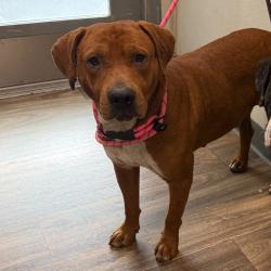 Shelter Stray Male Dog last seen Fiesta Island, San Diego, CA, 92110, 5500 Gaines St, San Diego, CA 92110, USA