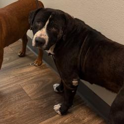 Shelter Stray Male Dog last seen Fiesta Island, San Diego, CA, 92110, 5500 Gaines St, San Diego, CA 92110, USA