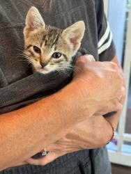 Shelter Stray Male Cat last seen under the junk car in the back yard, San Diego, CA, 92110, 5500 Gaines St, San Diego, CA 92110, USA