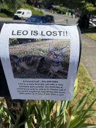 Lost Male Cat last seen El Camino, Gresham, OR 97030