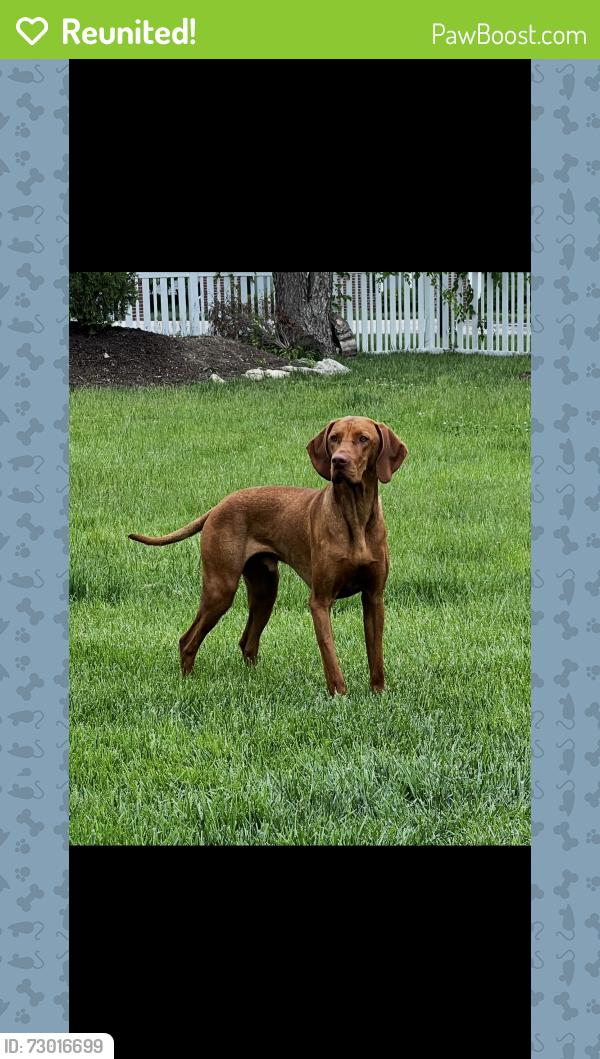 Reunited Male Dog last seen Lauren’s ridge and Henning , Dardenne Prairie, MO 63368