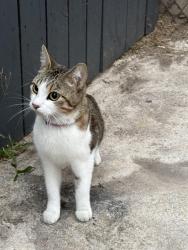 Found/Stray Female Cat last seen Jim Thorpe Park, Hawthorne, CA 90250