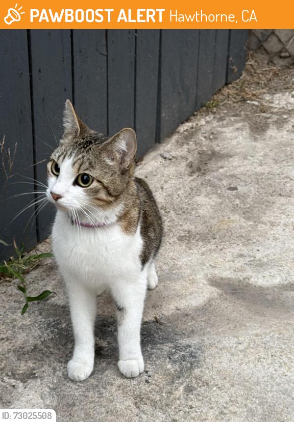 Found/Stray Female Cat last seen Jim Thorpe Park, Hawthorne, CA 90250