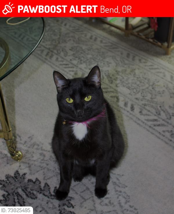 Lost Female Cat last seen Near Britta St apt 202, Bend, OR 97703