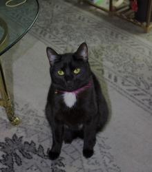 Lost Female Cat last seen Near Britta St apt 202, Bend, OR 97703