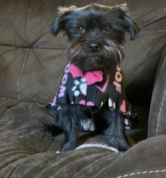 Lost Female Dog last seen Begonia rd , Phelan, CA 92371