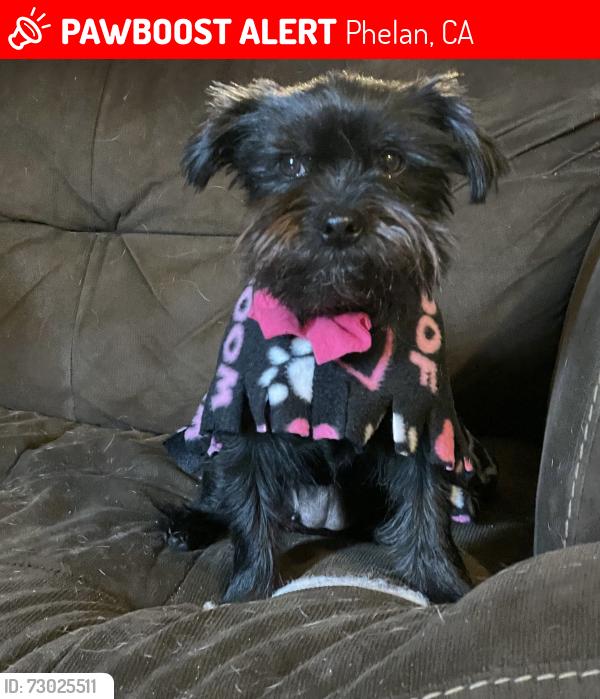 Lost Female Dog last seen Begonia rd , Phelan, CA 92371