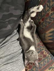 Lost Female Cat last seen Western hills elementary , Salt Lake City, UT 84118