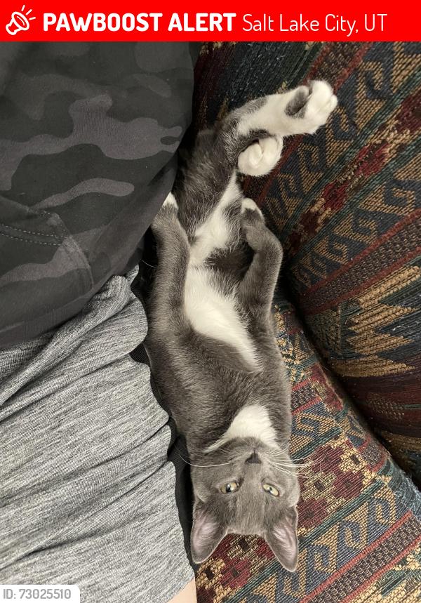 Lost Female Cat last seen Western hills elementary , Salt Lake City, UT 84118