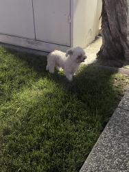 Reunited Male Dog last seen Murtha dr , San Jose, CA 95127