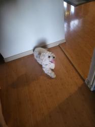Reunited Male Dog last seen Near 184th Pl se covington , Covington, WA 98042